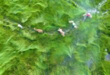 business analysis and overview