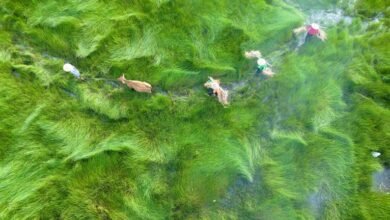 business analysis and overview